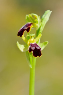 Ophrys fusca, Orchidaceae familyasından bir orkide türü..
