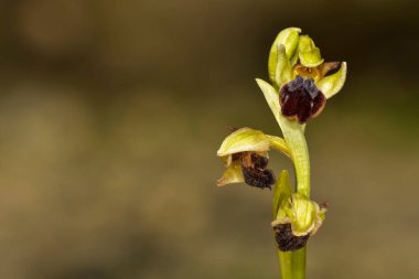 Ophrys fusca, Orchidaceae familyasından bir orkide türü..