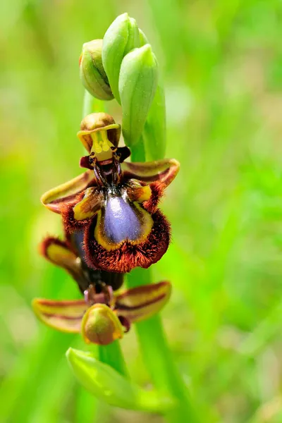 Ophrys Speculum, to gatunek storczyków z rodziny storczykowatych.. — Zdjęcie stockowe