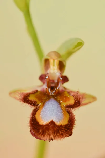 Ophrys Speculum, ist eine Orchideenart aus der Familie der Orchideengewächse. — Stockfoto