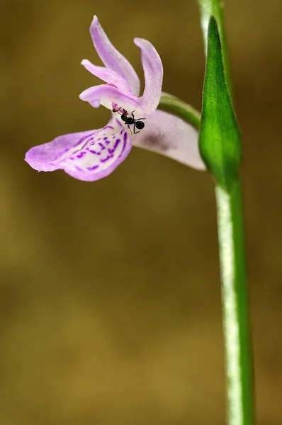 Dactulorhiza Elata é uma espécie de orquídea (Orchidaceae) pertencente à subfamília Orchidoideae. — Fotografia de Stock
