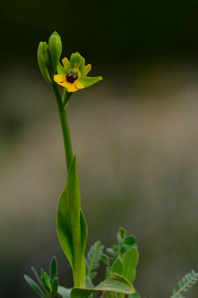 Ophrys lutea, to gatunek storczyków z rodziny storczykowatych.. — Zdjęcie stockowe