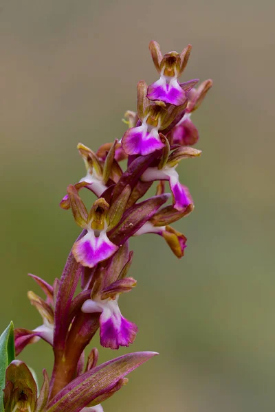 Orchis collina é uma espécie de orquídea (família das orquídeas).. — Fotografia de Stock