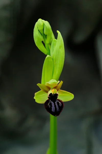 Ophrys sphegodes jest gatunkiem z rodzaju Ophrys. — Zdjęcie stockowe