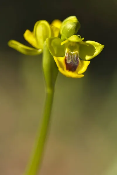 Ophrys lutea é uma espécie de orquídea (família das orquídeas) pertencente à ordem Orchidaceae.. — Fotografia de Stock