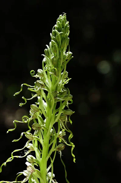 Himantoglossum hircinum, popolarmente chiamato orchidea lucertola. — Foto Stock