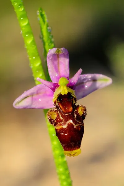 Ophrys scolopax, eine Orchideenart aus der Familie der Orchideengewächse. — Stockfoto