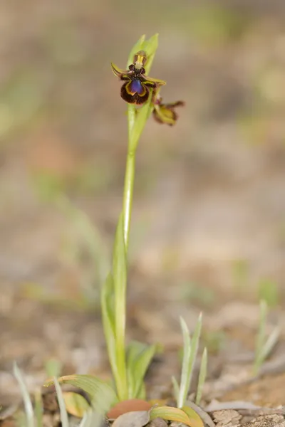 Ophrys Speculum, to gatunek storczyków z rodziny storczykowatych.. — Zdjęcie stockowe