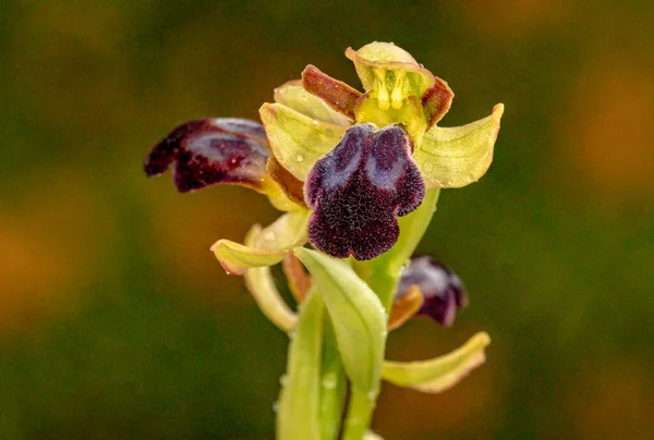 Ophrys fusca, je druh orchidejí čeledi Orchidaceae. — Stock fotografie