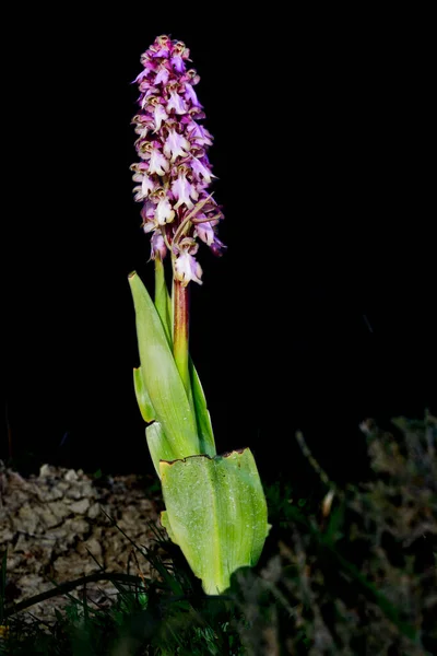Barlia Robertiana or Himantoglossum robertianum, giant orchid. — Stock Photo, Image