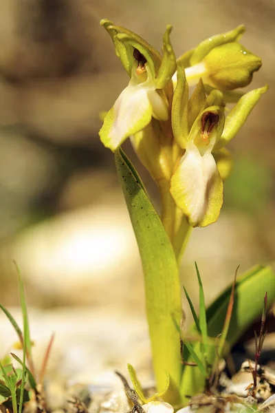 Orchis collina, jest gatunkiem lądowym z rodziny storczyków. — Zdjęcie stockowe