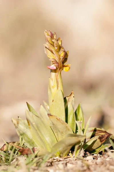 Orchis collina, is a terrestrial species of the orchid family. — Stock Photo, Image