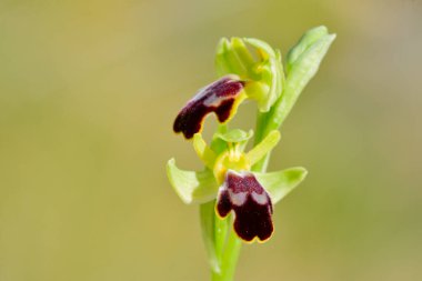 Ophrys fusca, Orchidaceae familyasından bir orkide türü..