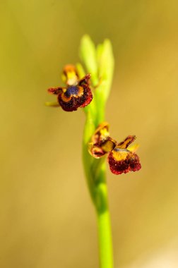 Ophrys Speculum, Orchidaceae familyasından bir orkide türü..