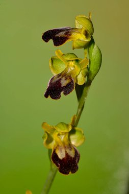 Ophrys fusca, Orchidaceae familyasından bir orkide türü..
