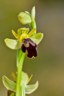 Ophrys fusca, Orchidaceae familyasından bir orkide türü..