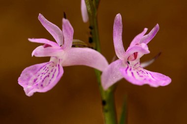 Orchis mascula karasal alışkanlığı olan bir orkide..