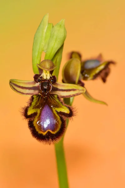 Ophrys Speculum, ist eine Orchideenart aus der Familie der Orchideengewächse. — Stockfoto