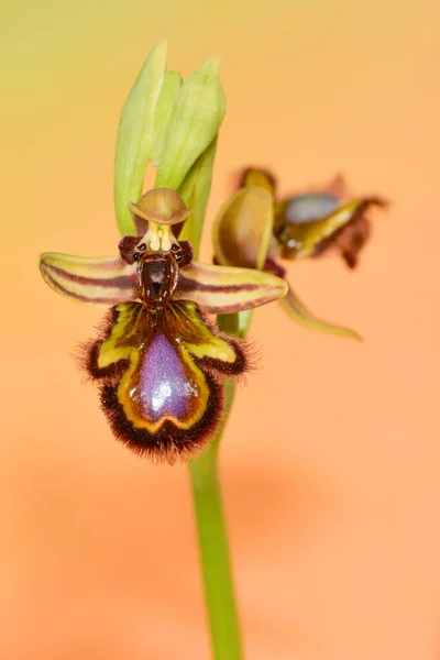 Ophrys Speculum, ist eine Orchideenart aus der Familie der Orchideengewächse. — Stockfoto