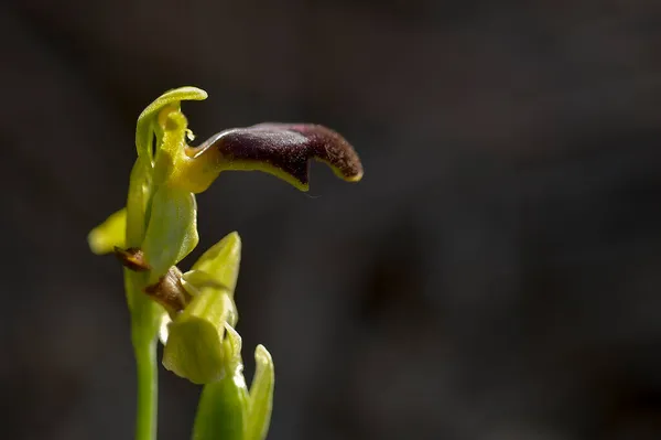 Ophrys fusca, jest gatunkiem storczyków z rodziny storczykowatych. — Zdjęcie stockowe