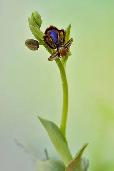 Ophrys Speculum, to gatunek storczyków z rodziny storczykowatych.. — Zdjęcie stockowe