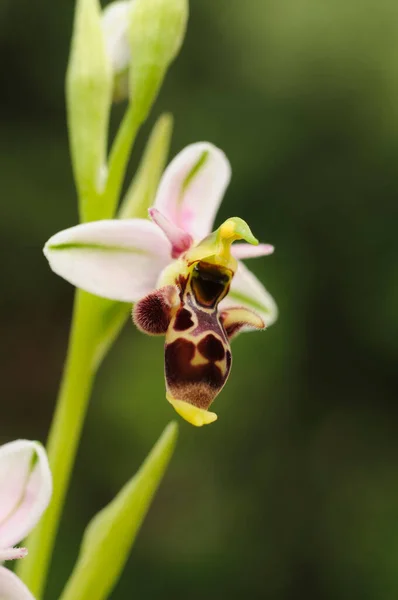 Ophrys scolopax est une espèce d'orchidées de la famille des Orchidaceae.. — Photo