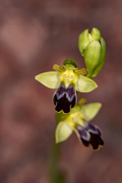 Ophrys fusca, is a species of orchids of the Orchidaceae family. — Stock Photo, Image
