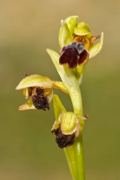 Ophrys fusca, jest gatunkiem storczyków z rodziny storczykowatych. — Zdjęcie stockowe