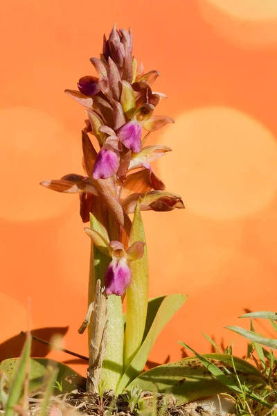 Orchis collina, is a terrestrial species of the orchid family. — Stock Photo, Image