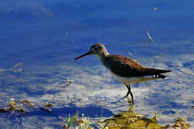 Tringa ochropus - Büyük Sandpiper, Scolopacidae familyasından bir kuş türü..