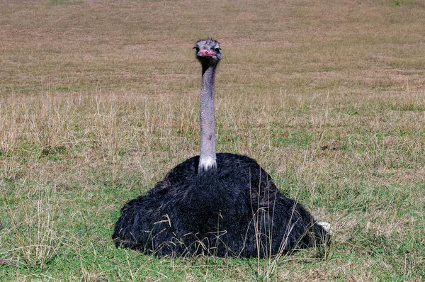 Struthio camelus é uma espécie de ave da família Struthionidae.. — Fotografia de Stock