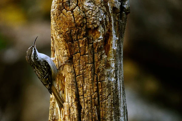 Certhia brachydactyla é uma espécie de ave da família Certhiidae.. — Fotografia de Stock