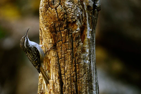 Certhia brachydactyla est une espèce d'oiseaux de la famille des Certhiidae.. — Photo