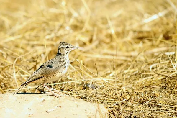 Alauda arvensis - skowronek pospolity jest ptakiem z rodziny Alaudidae. — Zdjęcie stockowe