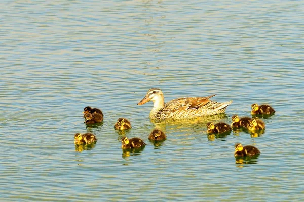 Anas platyrhynchos - The mallard, mallard or collared duck is a species of anseriform bird in the Anatidae family. — Stock Photo, Image