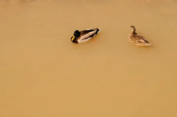 Anas platyrhynchos - The mallard, mallard or collared duck is a species of anseriform bird in the Anatidae family. — Stock Photo, Image