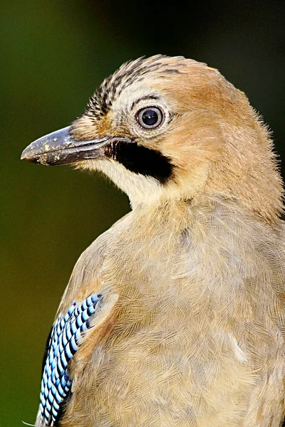 Garrulus glandarius - Eurazjatycki sójka jest gatunkiem ptaków z rodziny żołędziowatych. — Zdjęcie stockowe