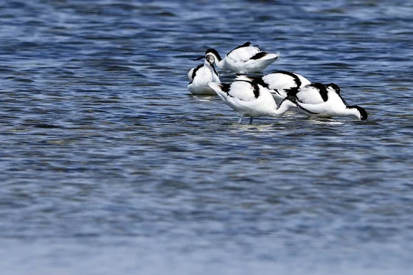 Recurvirostra avosetta - Der Säbelschnäbler ist eine Art karadriformer Vogel aus der Familie der Recurvirostridae. — Stockfoto