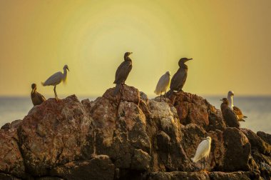 Phalacrocorax, Phalacrocoracidae familyasından bir suliform kuş cinsidir..