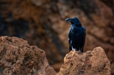Corvus corax, Corvidae familyasından bir kuş türü..