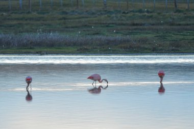Phoenicopterus chilensis - Güney veya Şili flamingosu, Phoenicopteridae familyasından bir kuş türü..