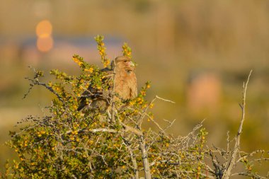 Circus cinereus (Türkçe: 