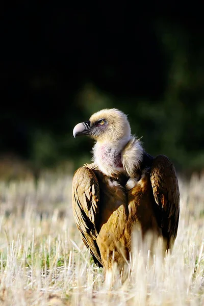 Gyps fulvus - Стервятник грифон, является видом accipitriform птицы из семейства Accipitridae. — стоковое фото