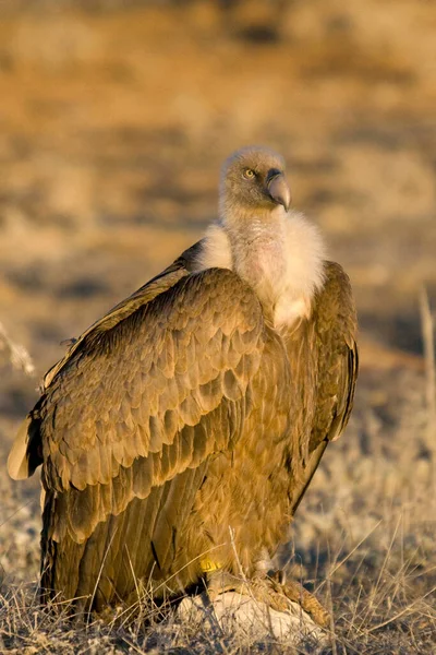 Gyps fulvus - The griffon vulture, is a species of accipitriform bird of the Accipitridae family. — Stock Photo, Image