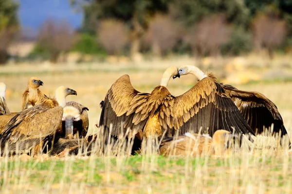 Gyps fulvus - The griffon vulture, is a species of accipitriform bird of the Accipitridae family. — Stock Photo, Image