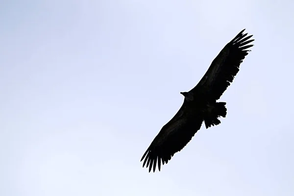 Gyps fulvus - A griffmadár keselyű, az Accipitridae család akcipitriform madara. — Stock Fotó