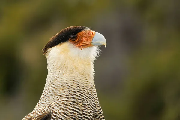 Caracara plancus es una especie de ave falconiforme de la familia Falconidae.. —  Fotos de Stock