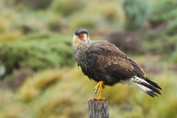 Caracara plancus - Patagonian Carancho, je druh sokolnického ptáka z čeledi Falconidae. — Stock fotografie