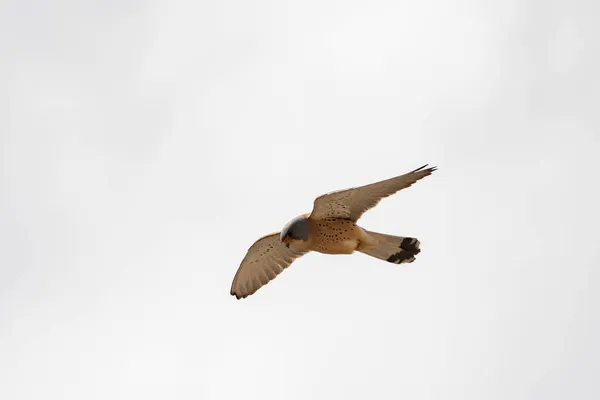 Falco naumanni, Falconidae familyasından Falconidae familyasından bir kuş türü.. — Stok fotoğraf