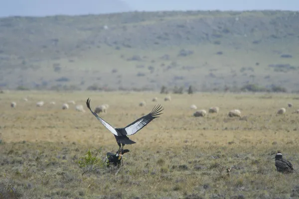 Vultur gryphus - Le condor andin est une espèce d'oiseau de la famille des Cathartidae.. — Photo